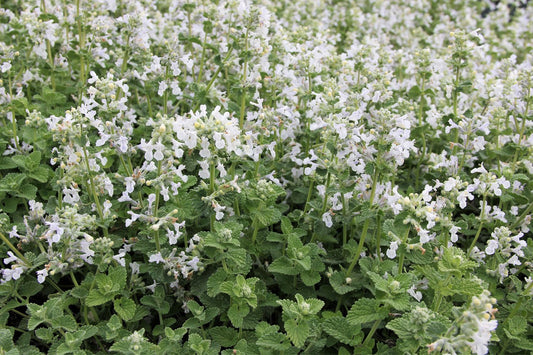 Nepeta x faassenii 'Snowflake' Katzenminze