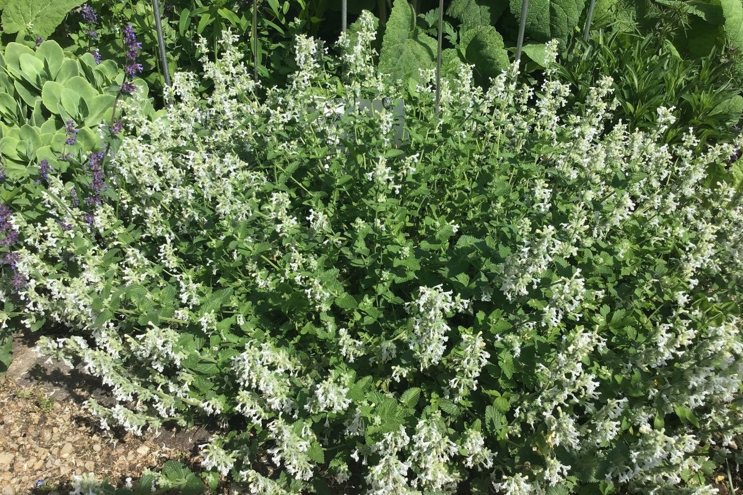 Nepeta x faassenii 'Snowflake' (Katzenminze)