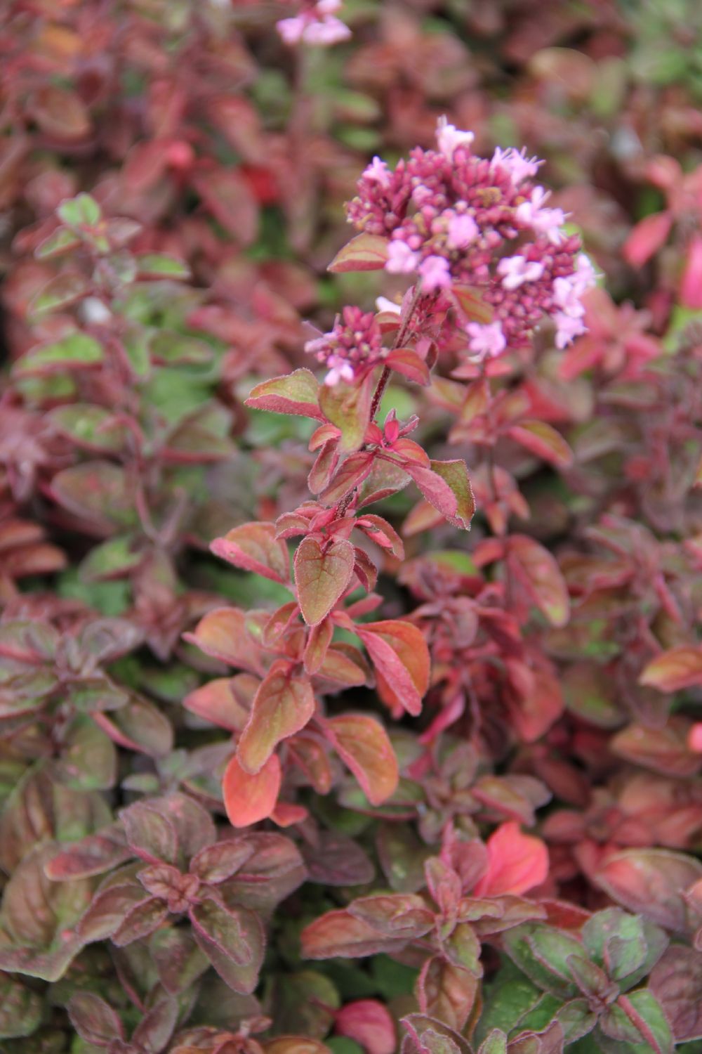 Origanum 'Rosenkuppel' (Garten-Blüten-Dost)