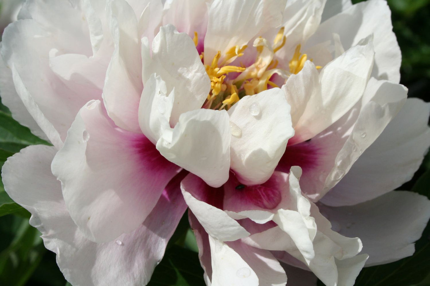 Paeonia Itoh-Hybride 'Cora Louise' Intersektionelle Pfingstrose