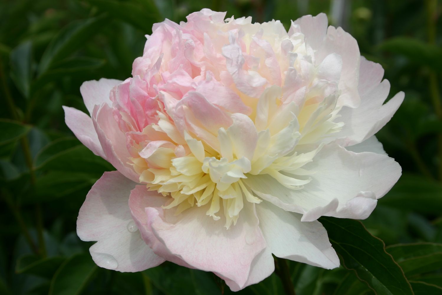 Paeonia lactiflora 'Raspberry Sundae' Staudenpfingstrose