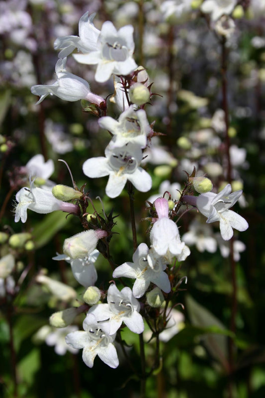 Penstemon digitalis 'Husker's Red' Fingerhutblütiger Garten-Bartfaden