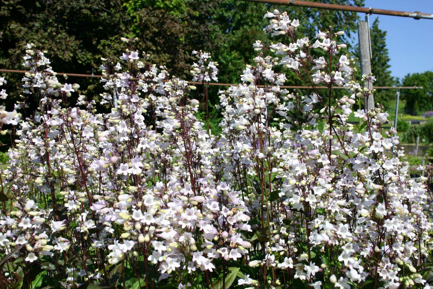 Penstemon digitalis 'Husker's Red' (Fingerhutblütiger Garten-Bartfaden)