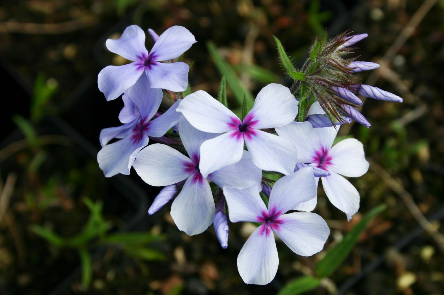 Phlox divaricata 'Chattahoochee' Garten-Flammenblume