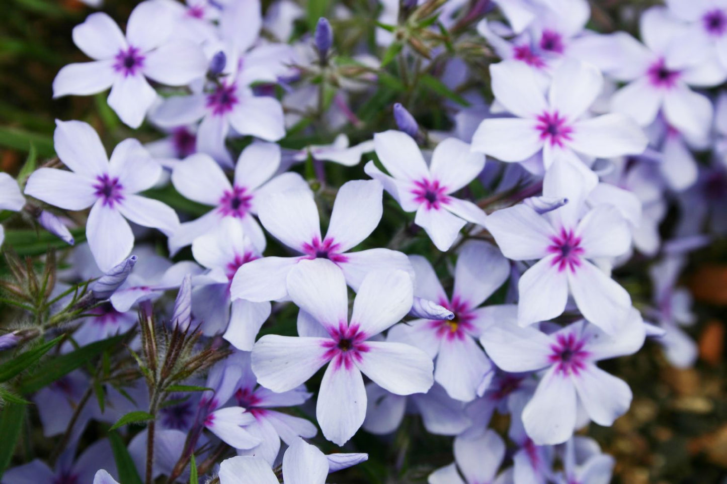 Phlox divaricata 'Chattahoochee' (Garten-Flammenblume)
