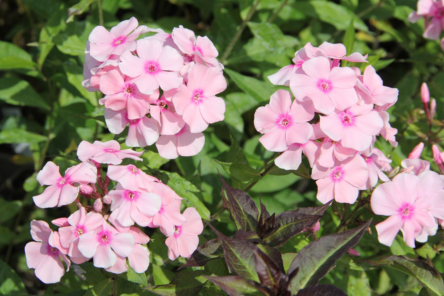 Phlox paniculata 'Rosa Pastell' Hohe Garten-Flammenblume