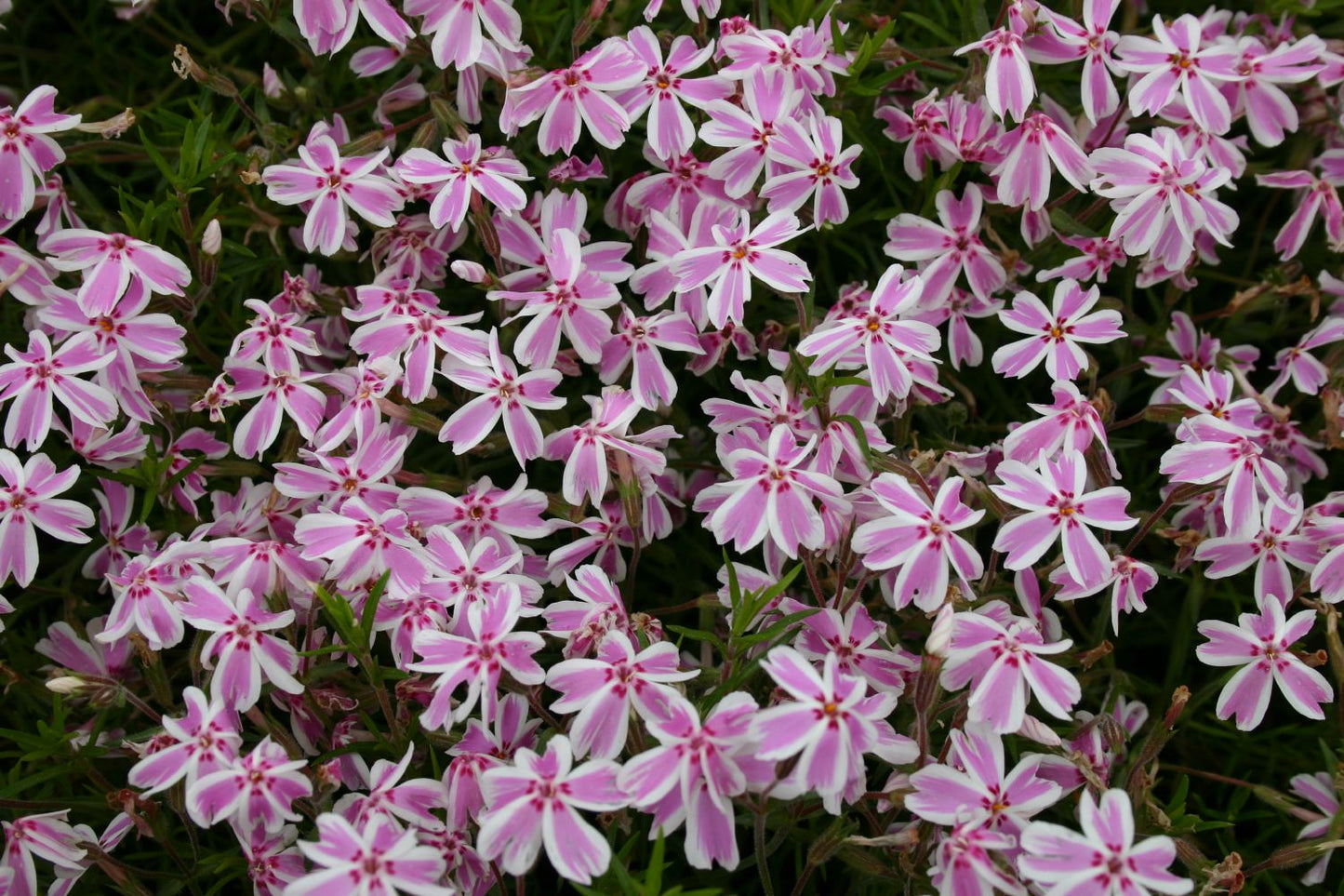 Phlox subulata 'Candy Stripes' Teppich-Flammenblume