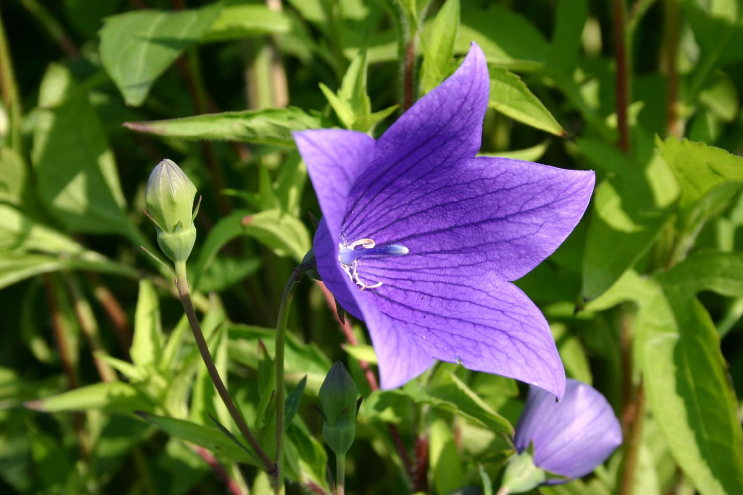 Platycodon grandiflorus 'Fuji Blue' Großblütige Garten-Ballonblume