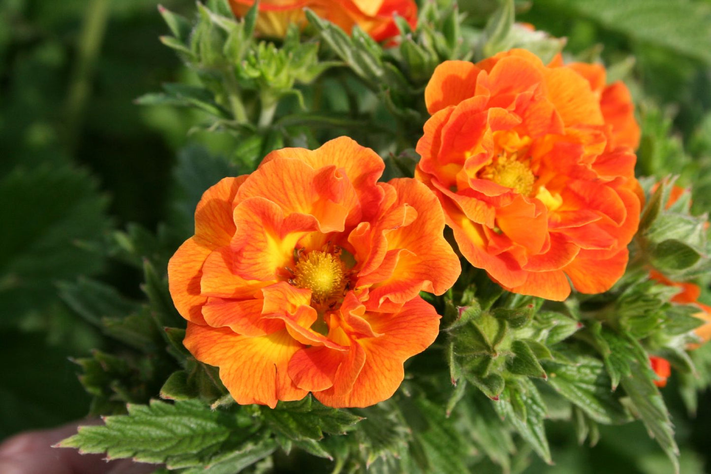 Potentilla 'William Rollisson' Fingerkraut