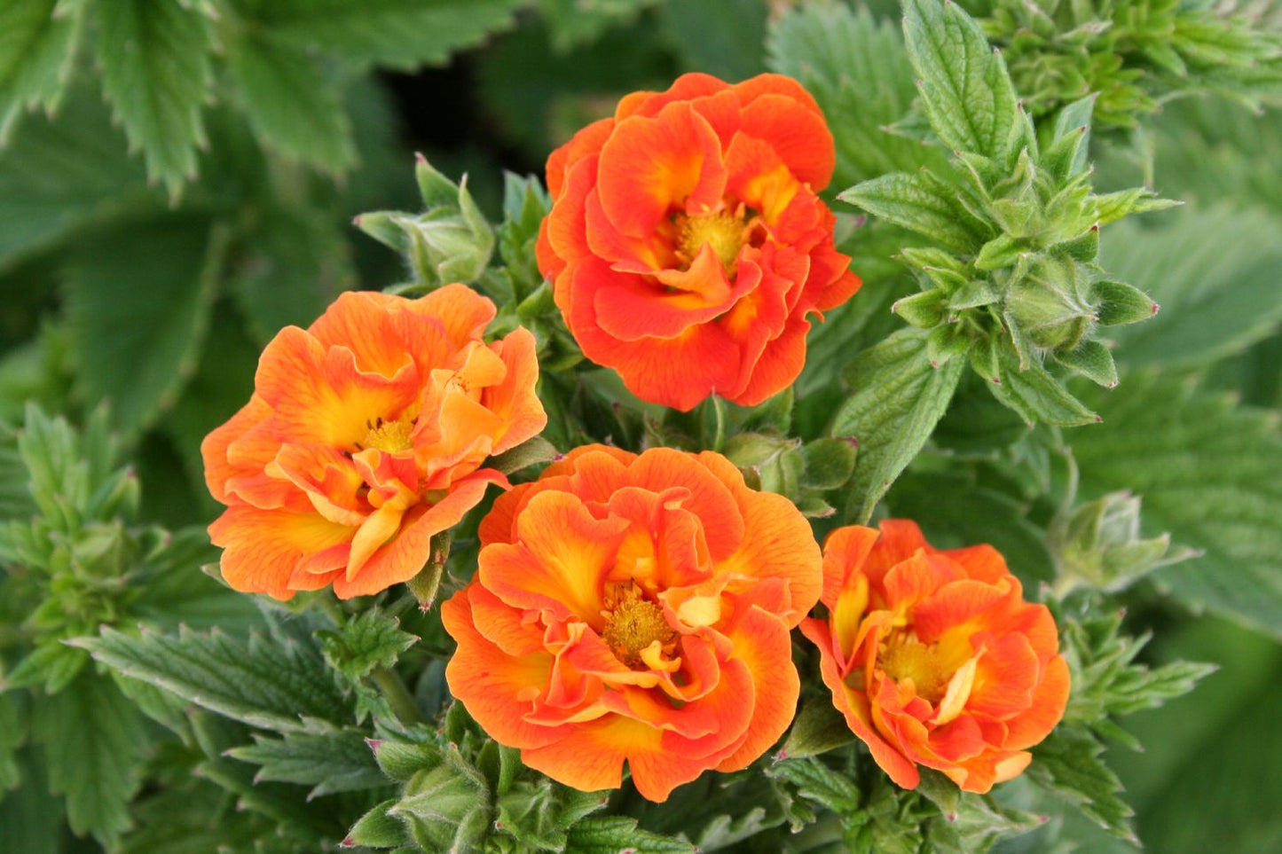 Potentilla 'William Rollisson' (Fingerkraut)