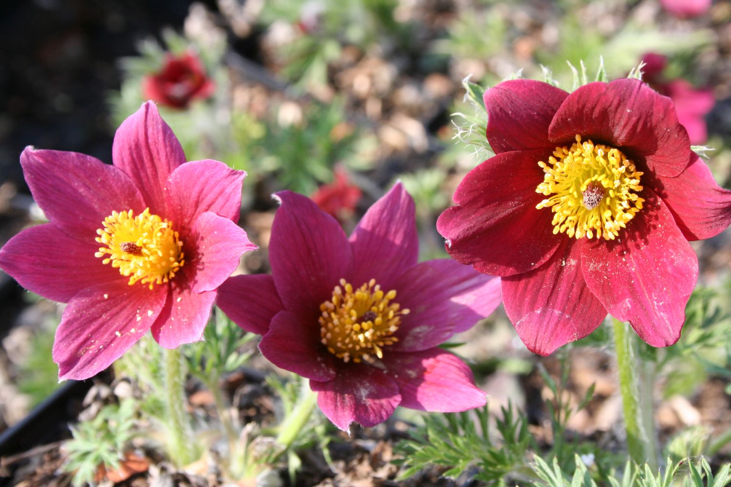 Pulsatilla vulgaris 'Rubra' Rotblühende Kuhschelle | Küchenschelle