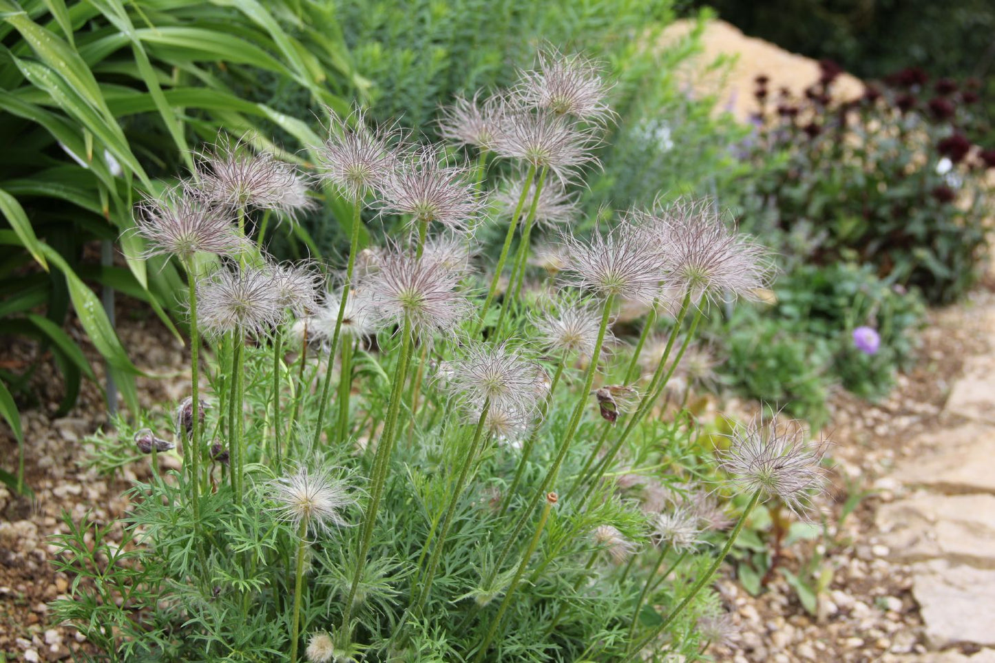 Pulsatilla vulgaris 'Rubra' (Rotblühende Kuhschelle | Küchenschelle)
