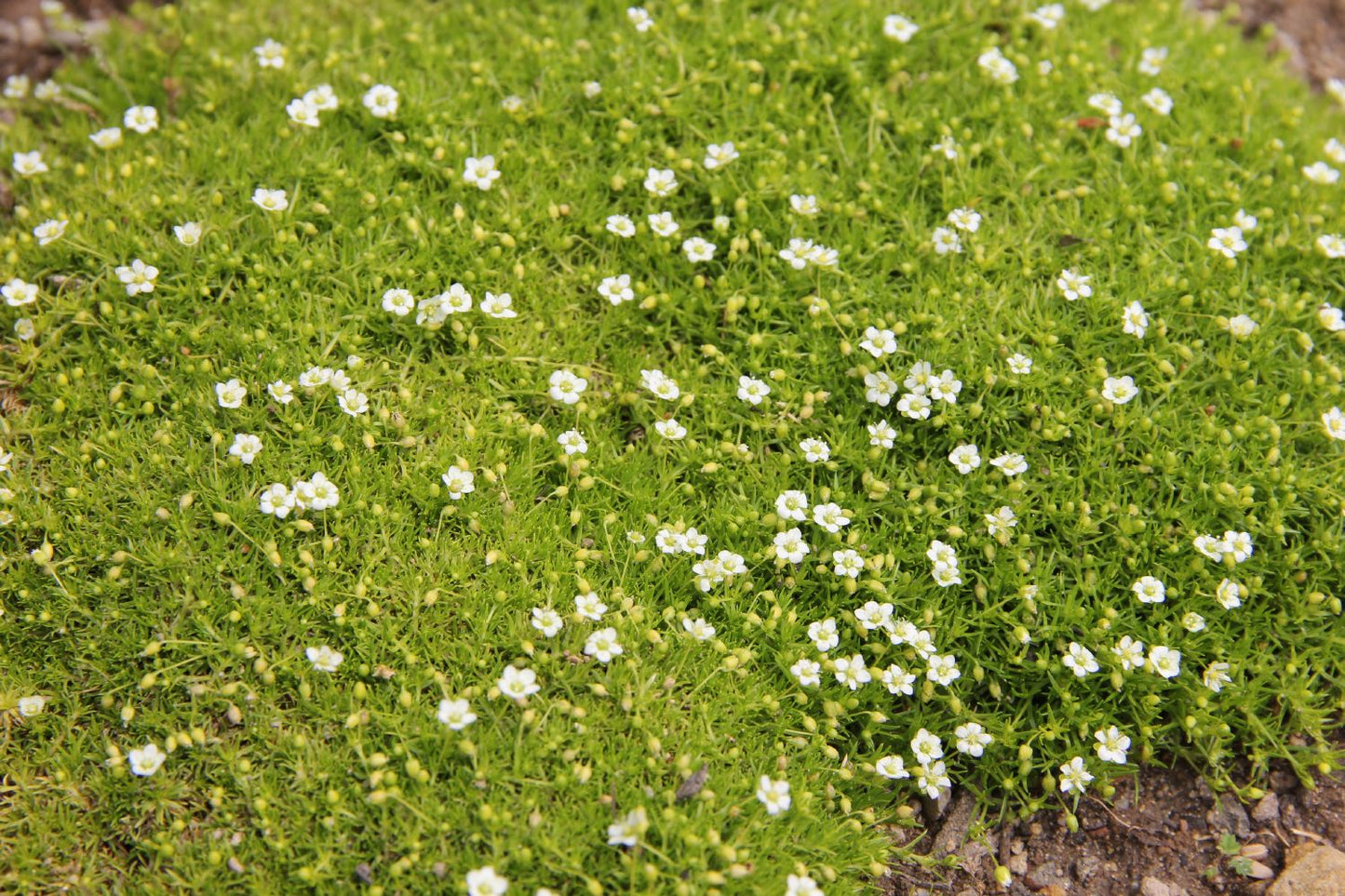 Sagina subulata 'Aurea' Gelbblättriges Garten-Mastkraut