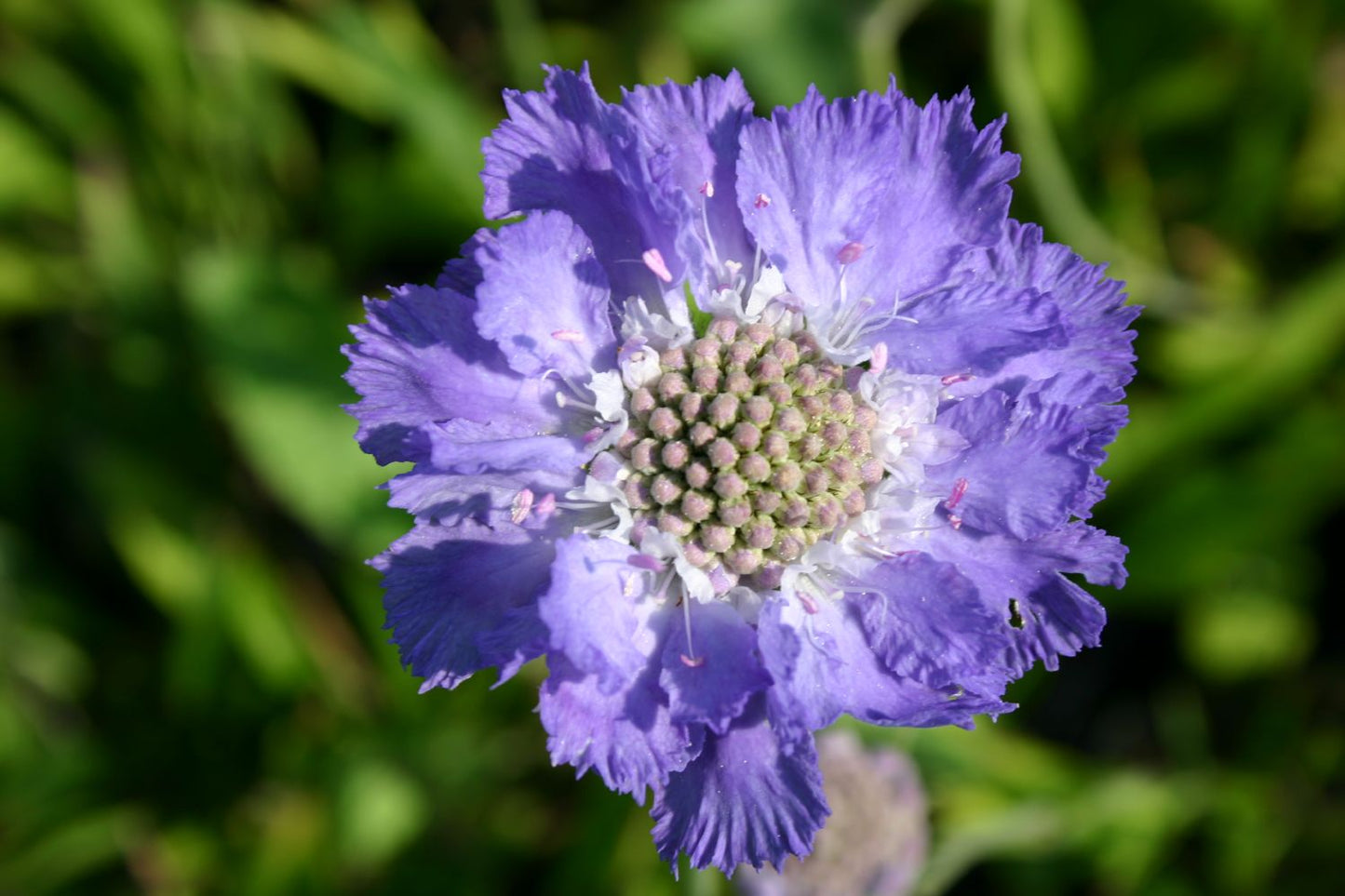 Scabiosa caucasica 'Stäfa' Große Garten-Skabiose