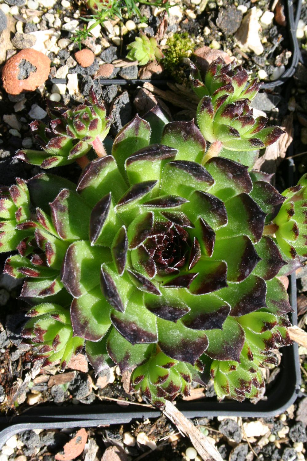 Sempervivum 'Reinhard' Garten-Hauswurz