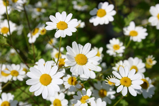 Tanacetum parthenium Mutterkraut