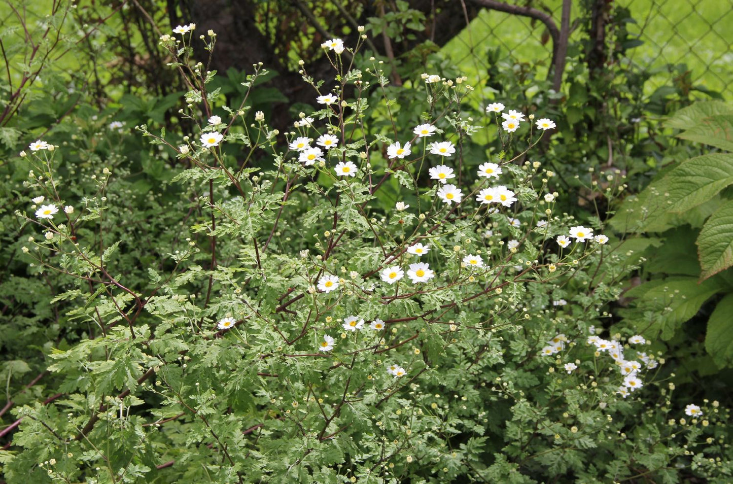 Tanacetum parthenium (Mutterkraut)