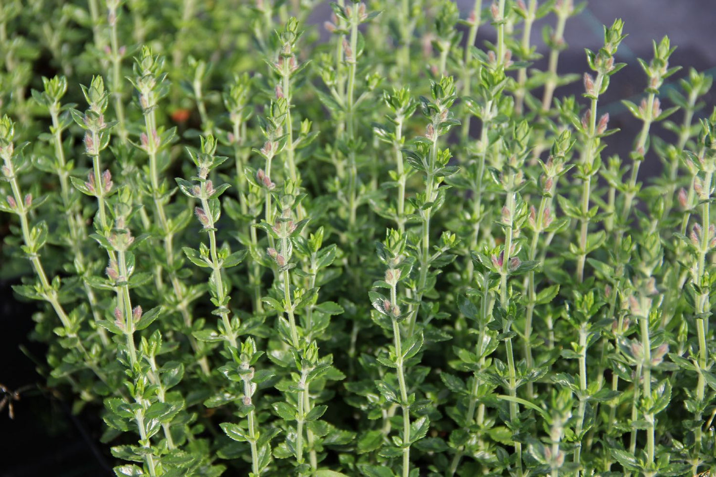 Teucrium x lucidrys Wintergrüner Gamander