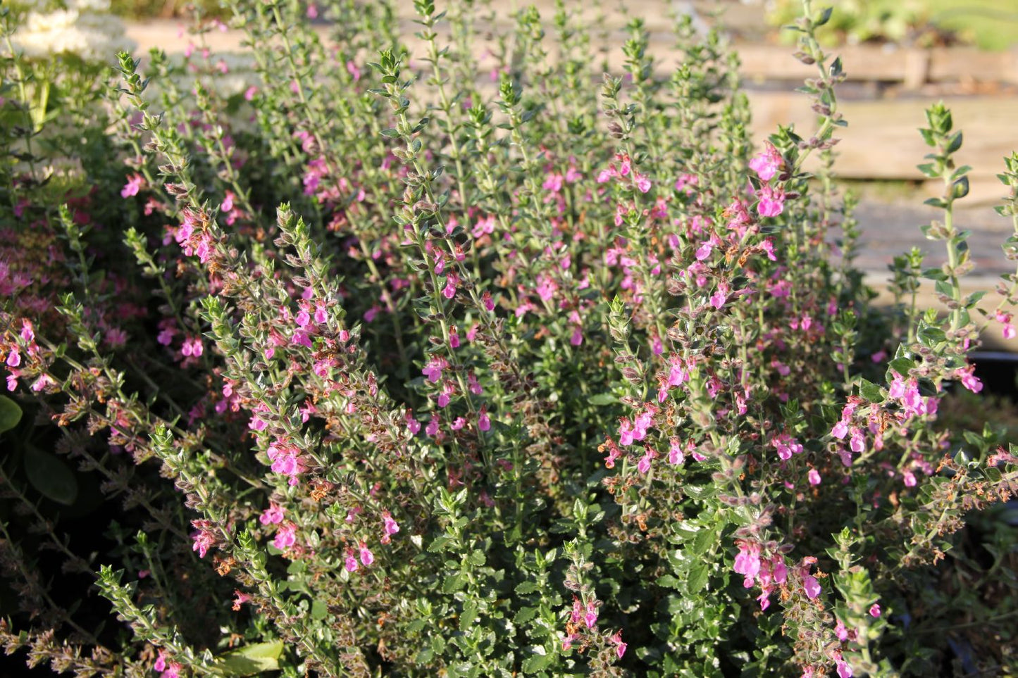 Teucrium x lucidrys (Wintergrüner Gamander)