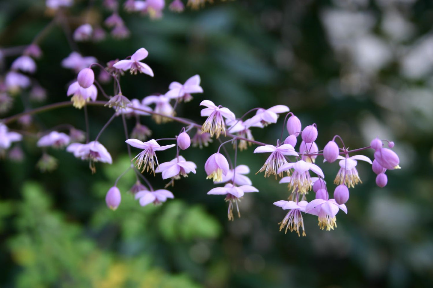 Thalictrum delavayi Delavays Wiesenraute Thalictrum delavayi Delavays Wiesenraute
