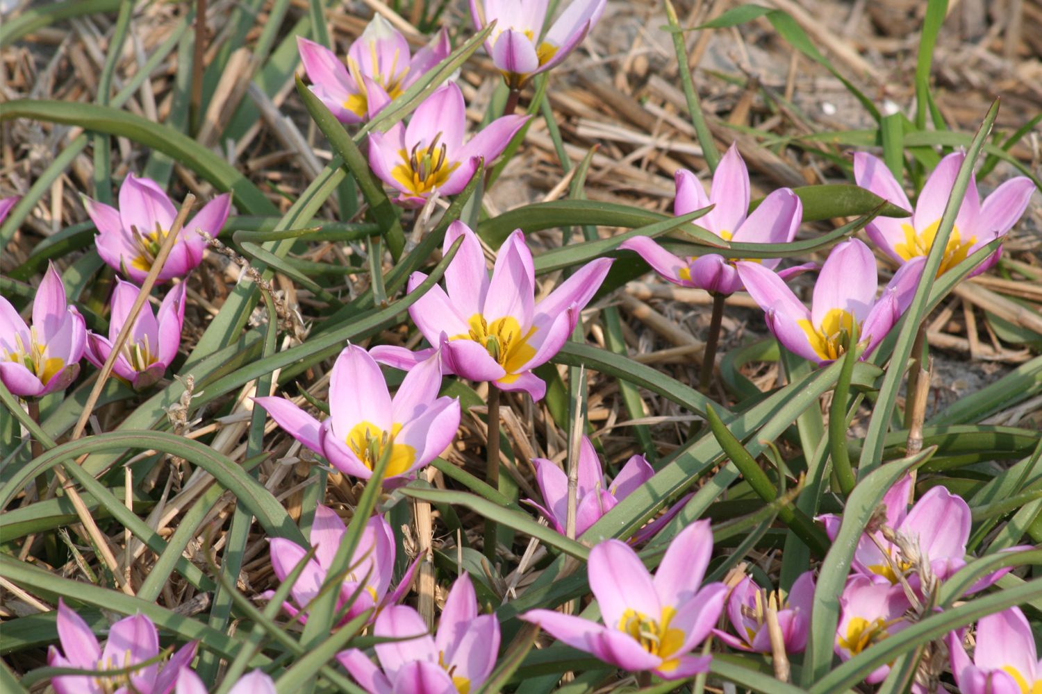 Tulipa humilis Niedrige Tulpe