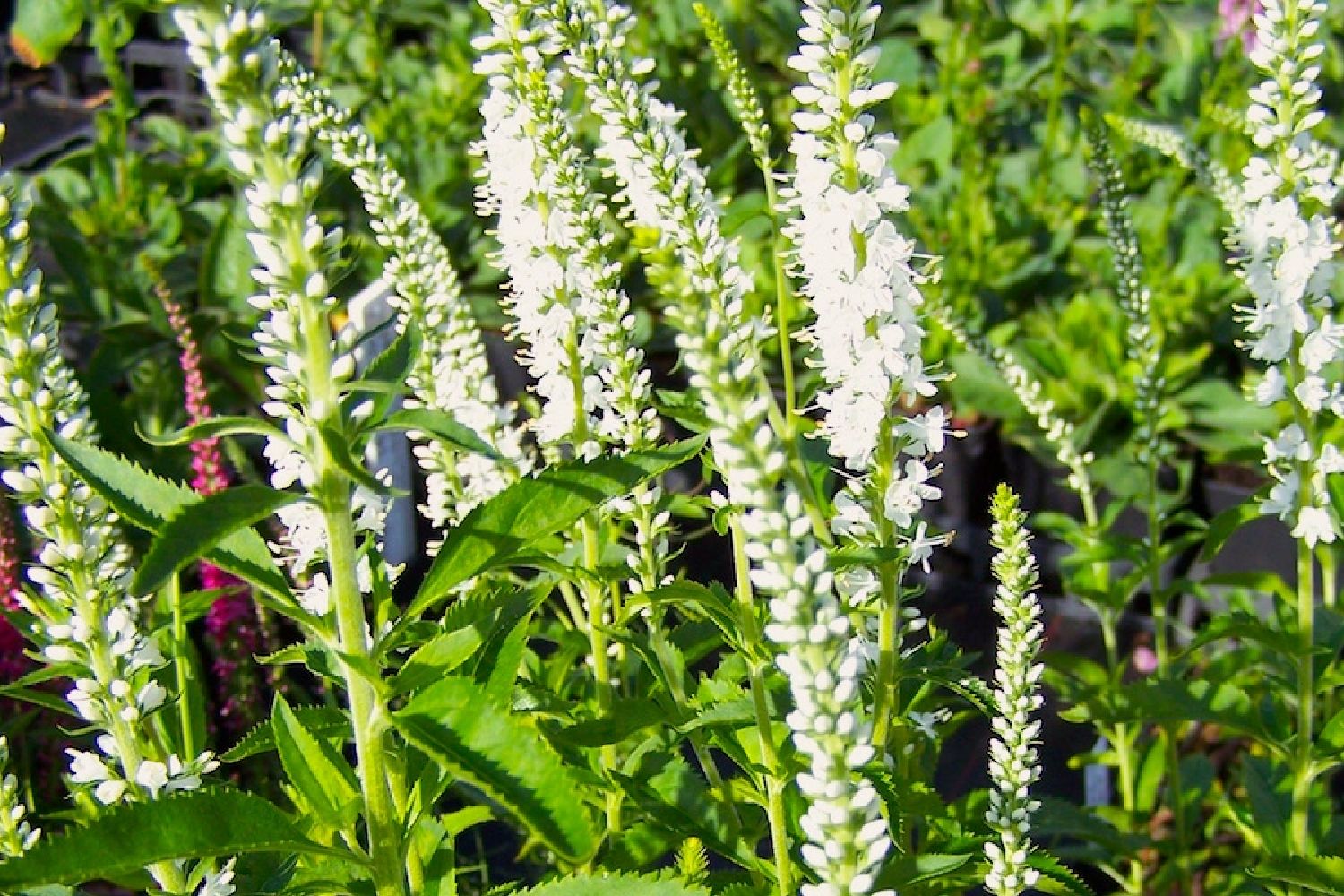 Veronica spicata 'Icicle' Scheinähriger Garten-Ehrenpreis