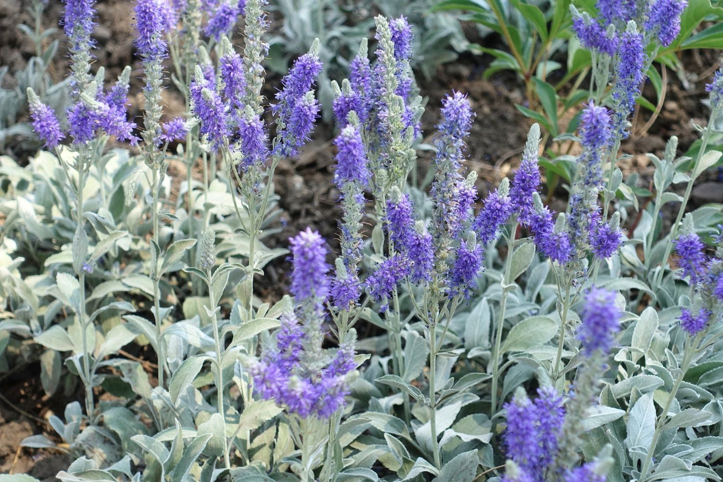 Veronica spicata ssp.incana 'Silberteppich' Silberblatt-Ehrenpreis