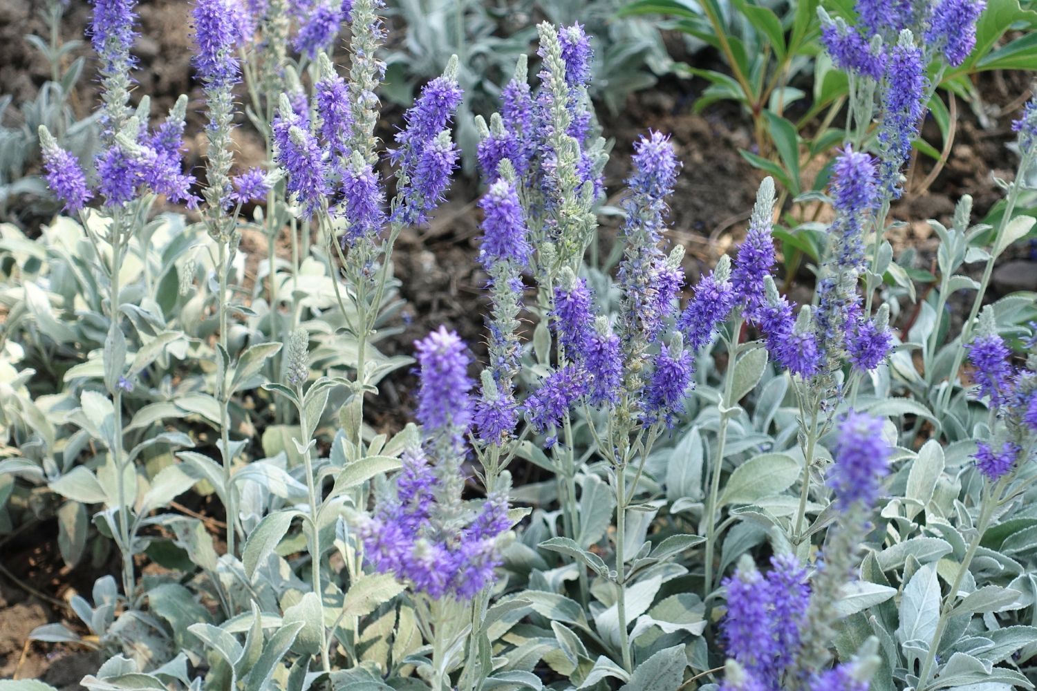 Veronica spicata ssp.incana 'Silberteppich' Silberblatt-Ehrenpreis