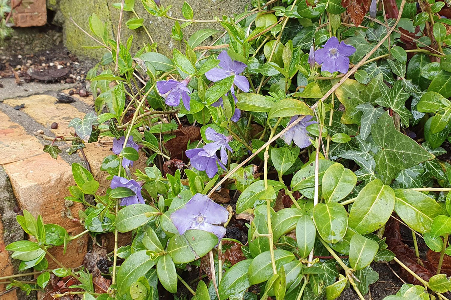Vinca minor Kleines Immergrün