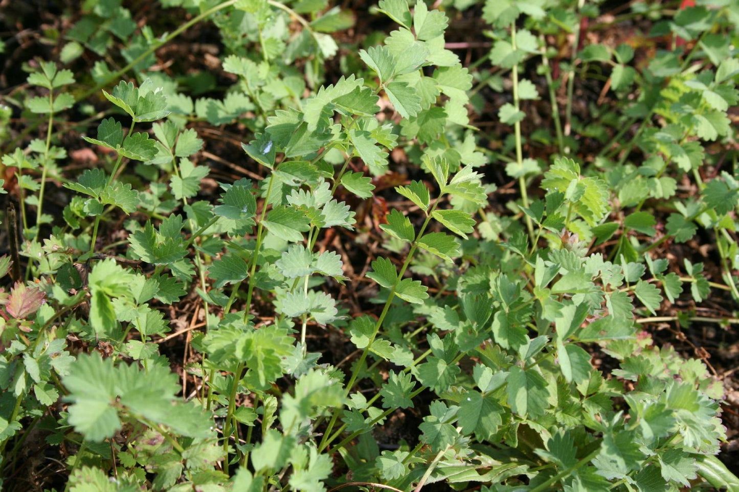 Sanguisorba minor, Pimpinelle Kleiner Wiesenknopf