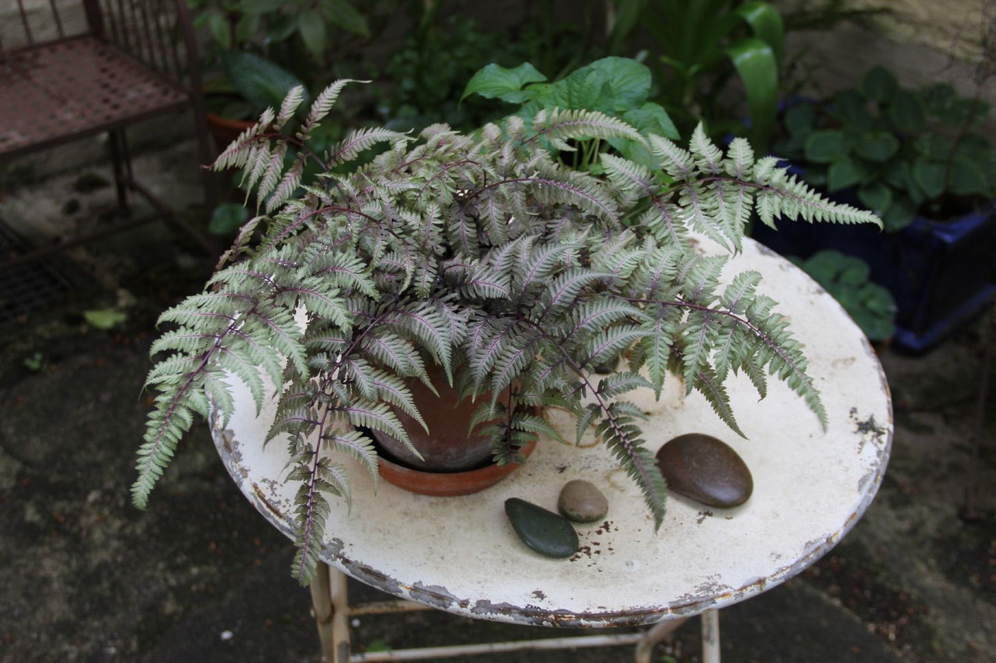 Athyrium nipponicum 'Metallicum' Japanischer Regenbogenfarn