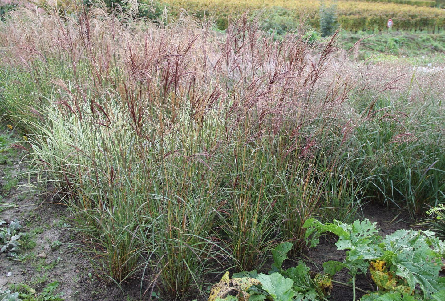 Miscanthus sinensis 'Ferner Osten' (Chinaschilf)