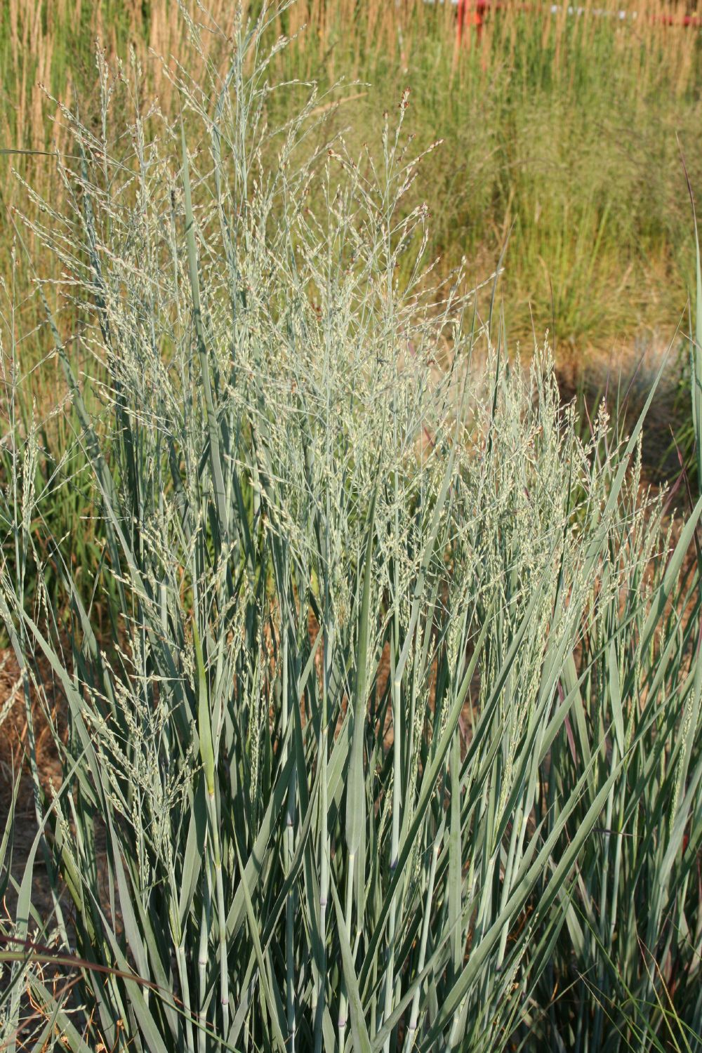 Panicum virgatum 'Heavy Metal' Rutenhirse