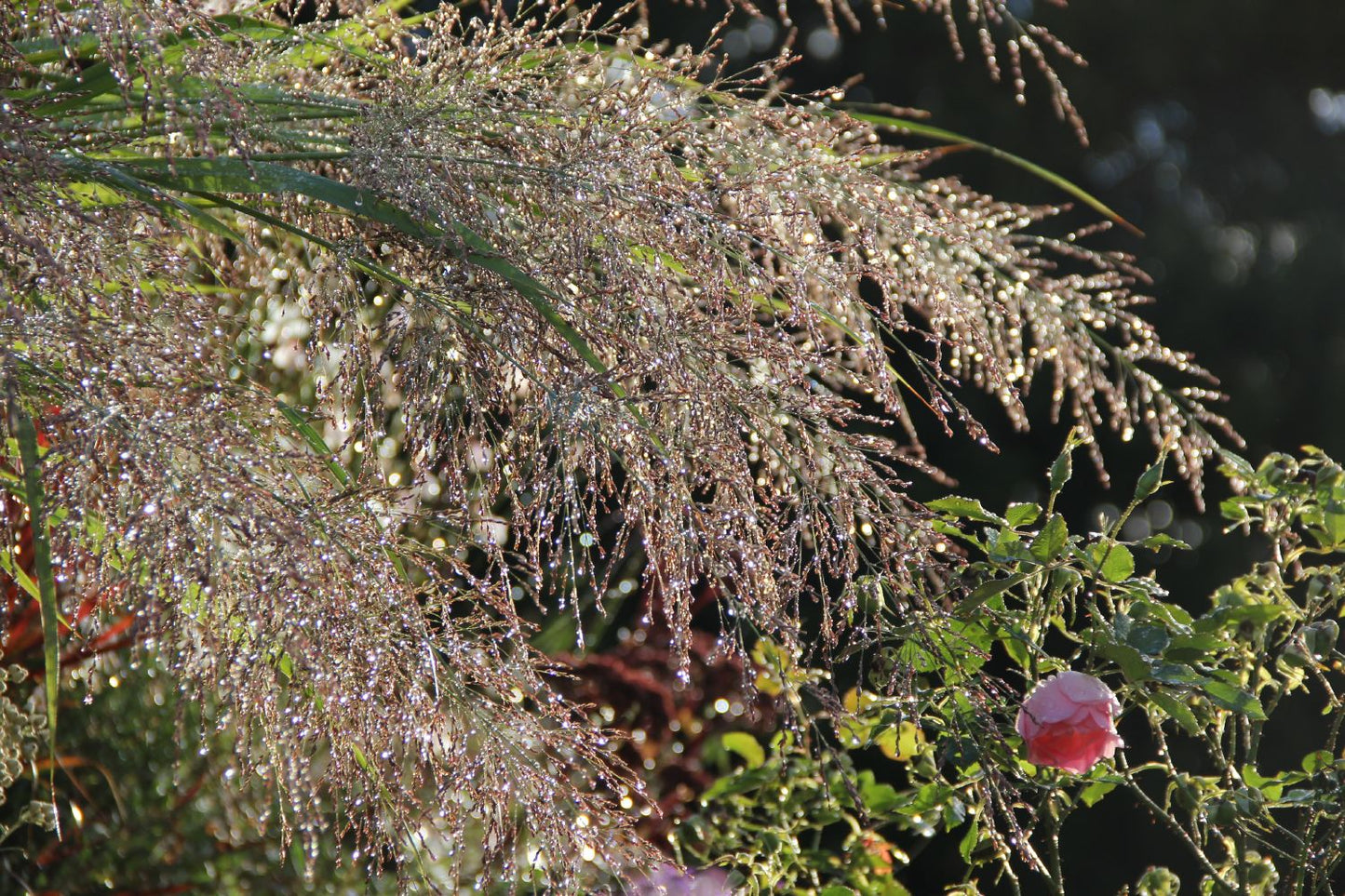 Panicum virgatum 'Heavy Metal' (Rutenhirse)