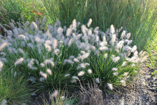 Pennisetum alopecuroides 'Little Bunny' Lampenputzergras