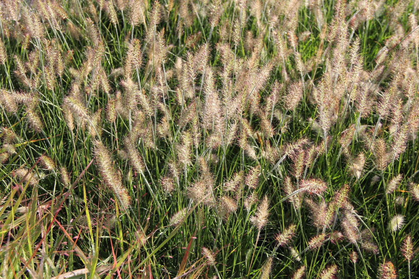 Pennisetum alopecuroides 'Little Bunny' (Lampenputzergras)
