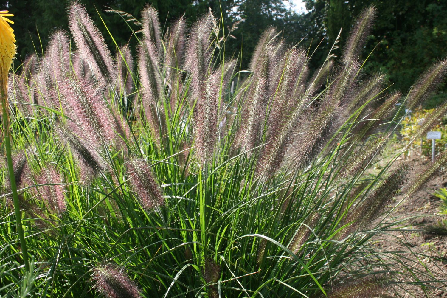 Pennisetum alopecuroides var.viridescens Federborstengras | Lampenputzergras