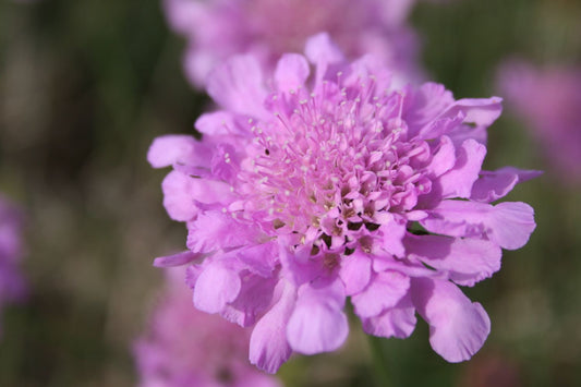 Scabiosa columbaria 'Pink Mist' Garten-Tauben-Skabiose