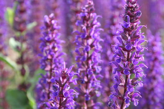 Salvia nemorosa 'Caradonna' Ziersalbei