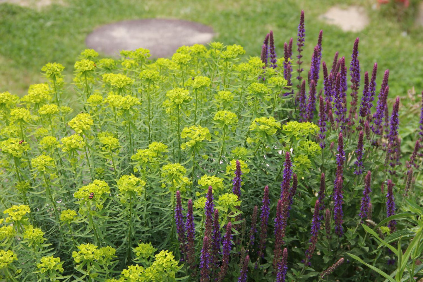 Salvia nemorosa 'Caradonna' (Ziersalbei)