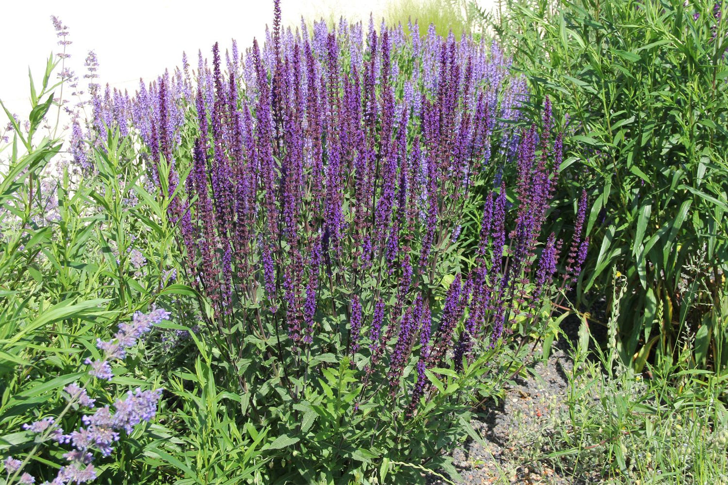Salvia nemorosa 'Caradonna' (Ziersalbei)