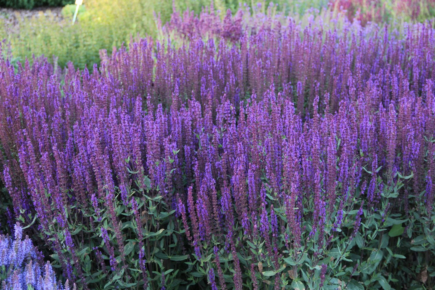 Salvia nemorosa 'Caradonna' (Ziersalbei)
