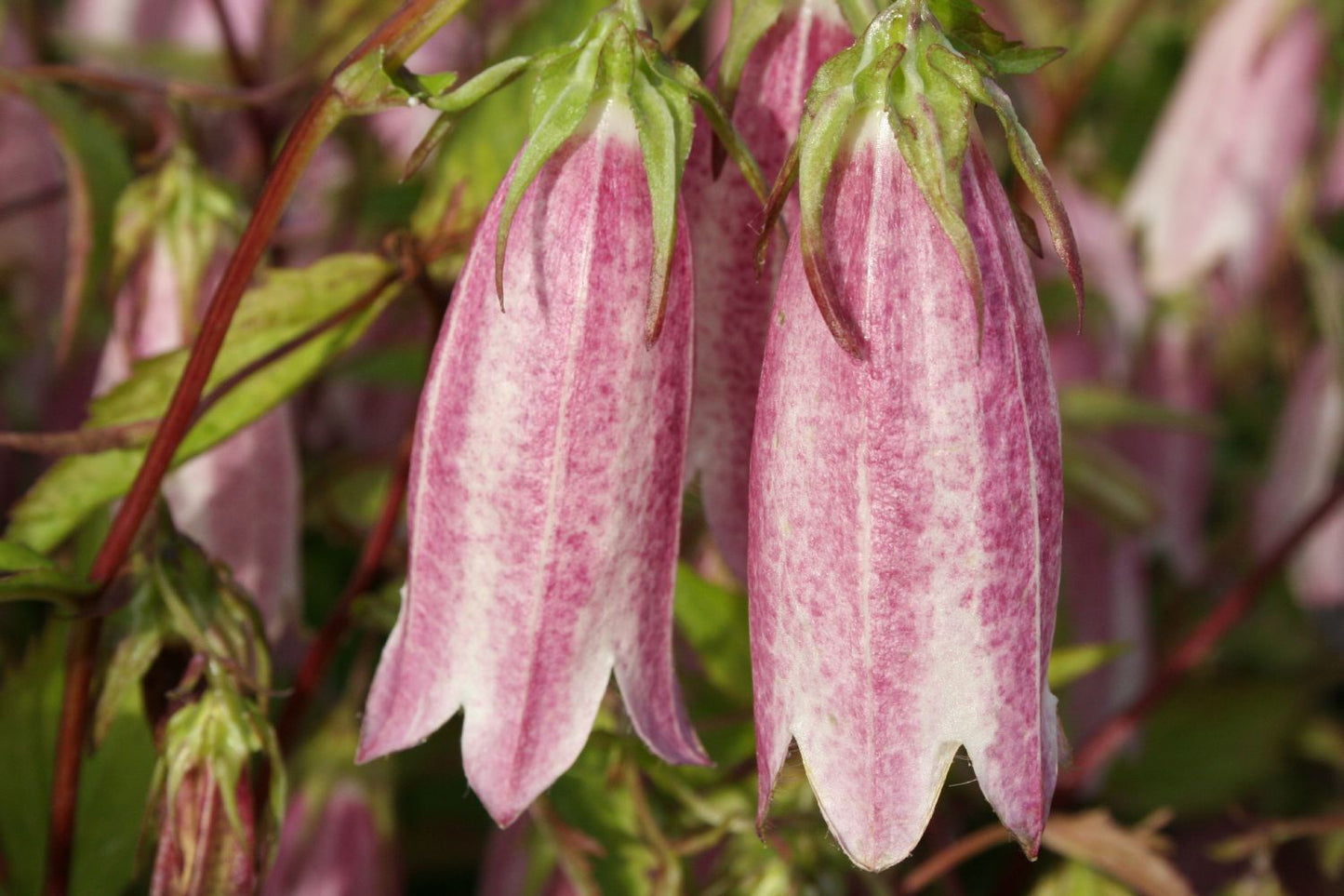 Campanula x punctata 'Elizabeth' Großblütige Glockenblume