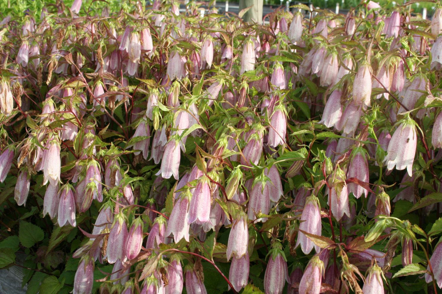 Campanula x punctata 'Elizabeth' (Großblütige Glockenblume)