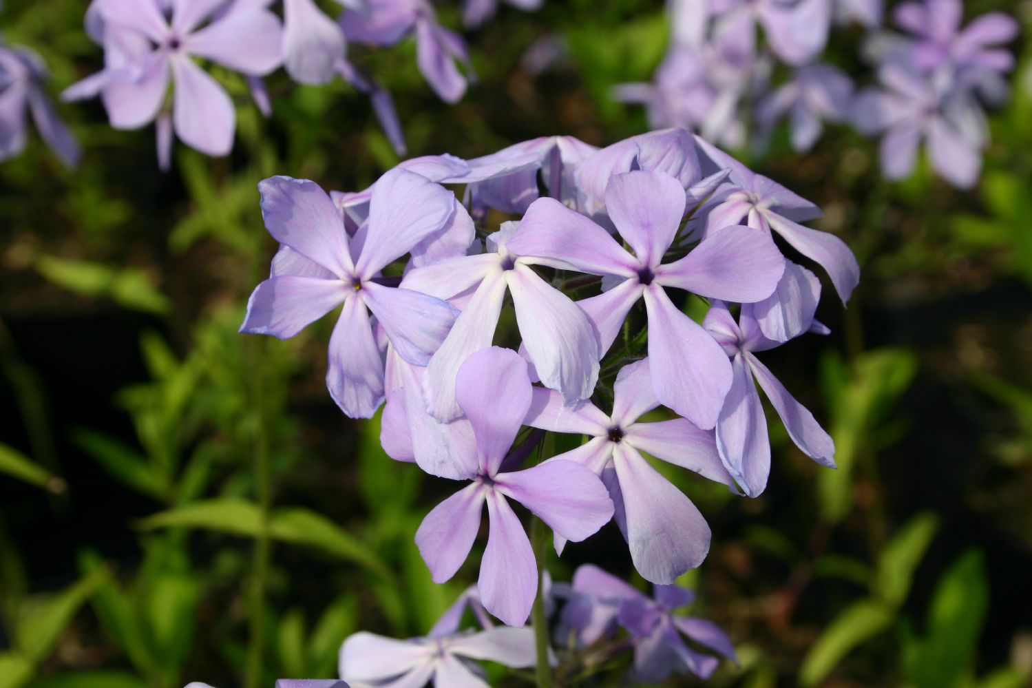 Phlox divaricata 'Clouds of Perfume' Garten-Flammenblume