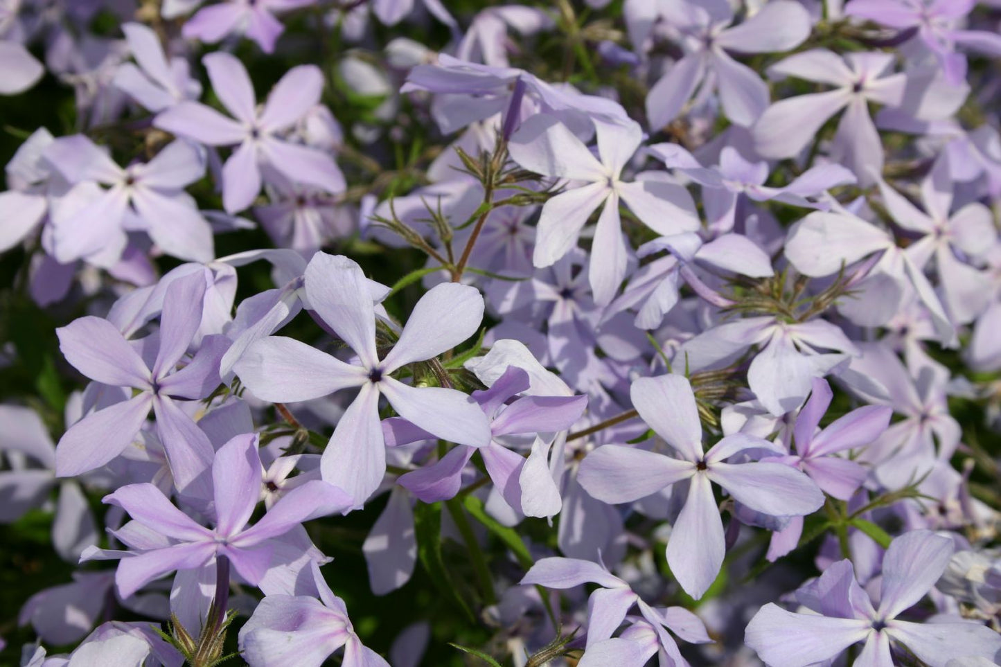 Phlox divaricata 'Clouds of Perfume' (Garten-Flammenblume)