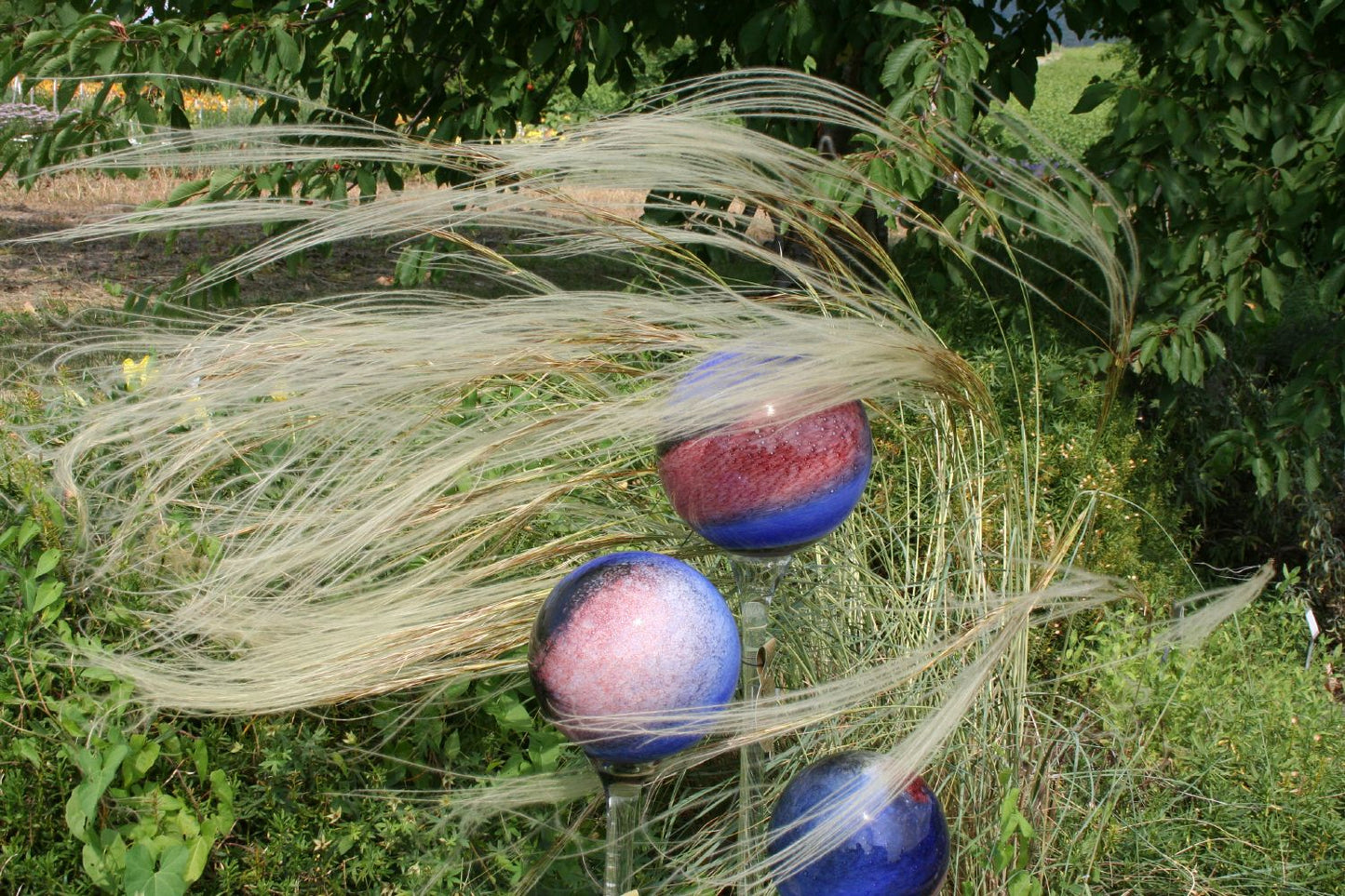 Stipa barbata Südliches Reiher-Federgras