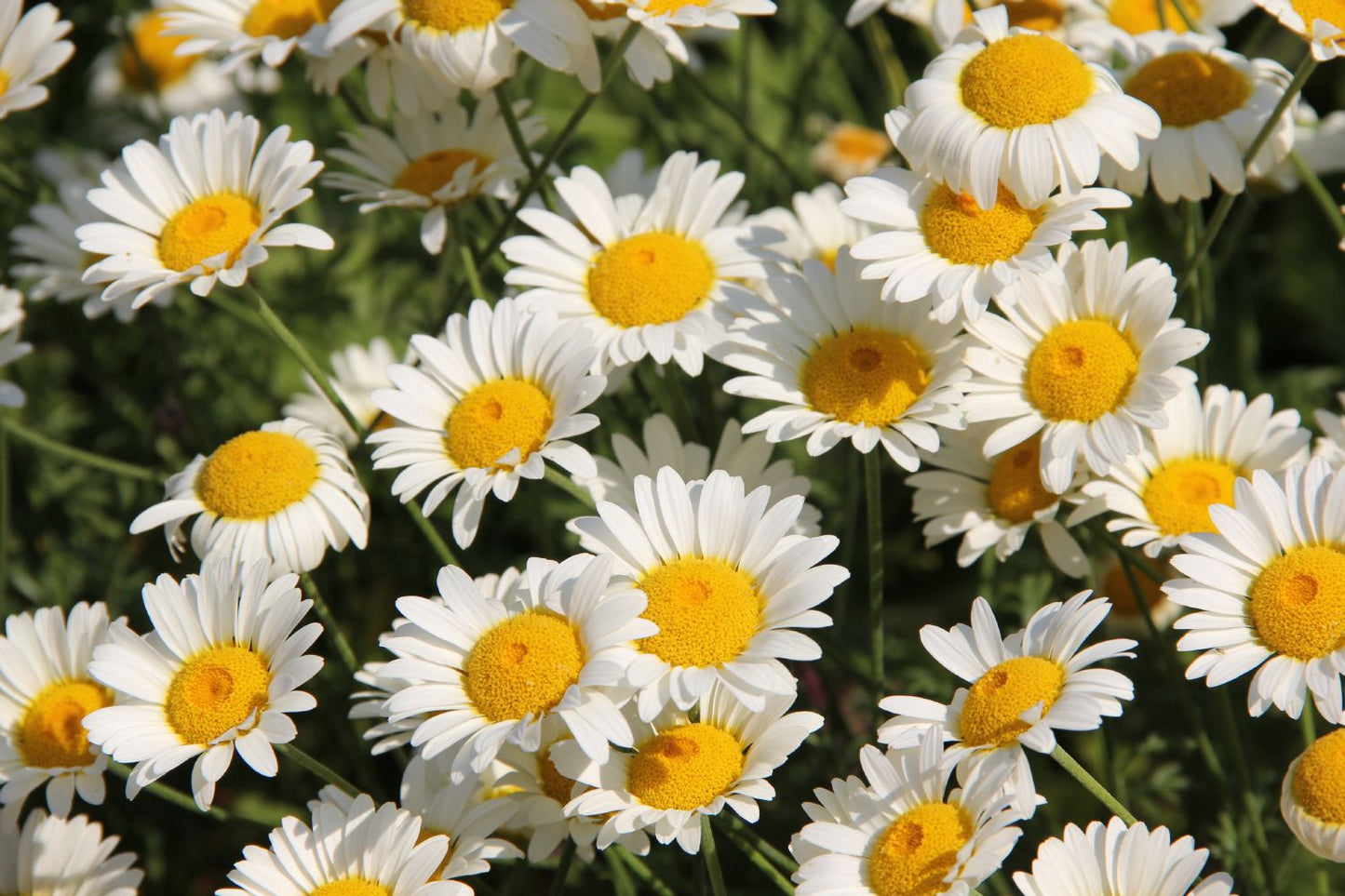 Anthemis tinctoria 'Sauce Hollandaise' Färber-Hundskamille