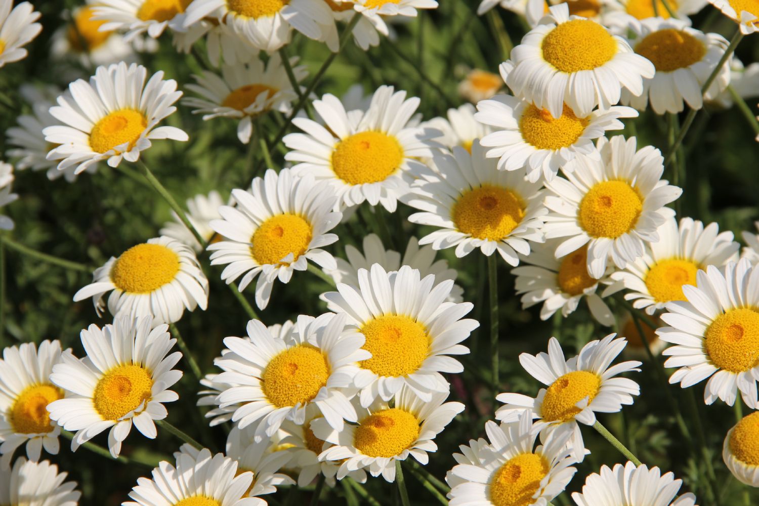Anthemis tinctoria 'Sauce Hollandaise' Färber-Hundskamille
