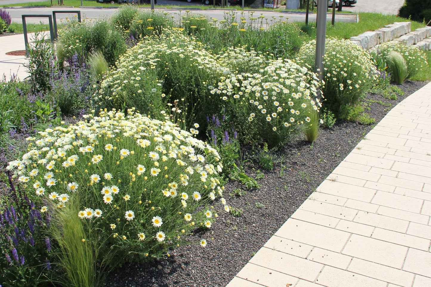 Anthemis tinctoria 'Sauce Hollandaise' (Färber-Hundskamille)
